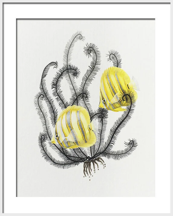 Rainfords Butterflyfish framed.jpg