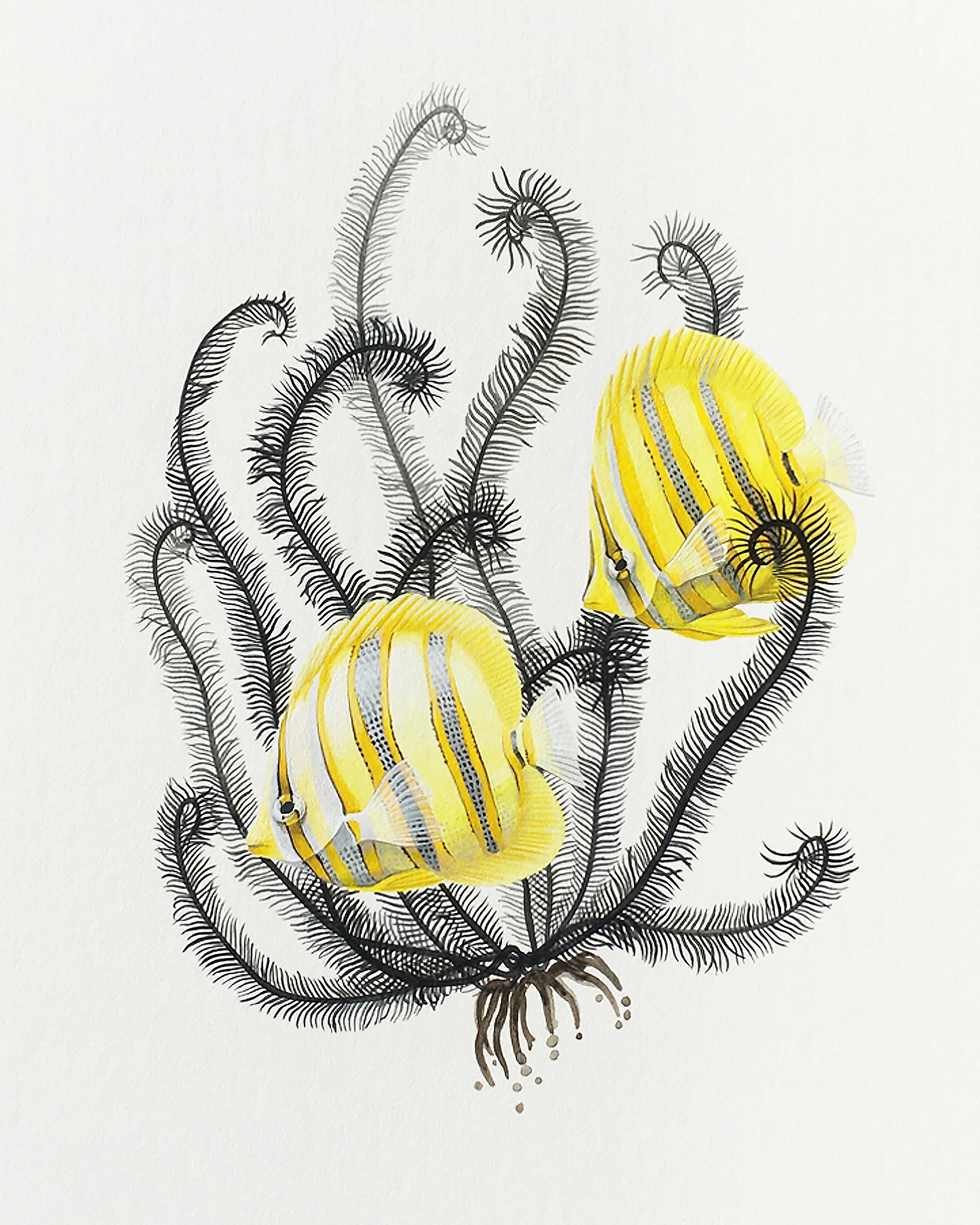 Rainfords Butterflyfish 8 x 10 print.jpg