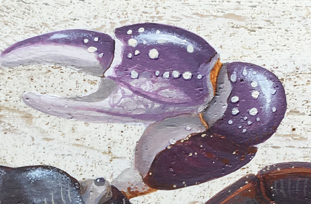 Purple Swift Footed Shore Crab Detail 1.jpg
