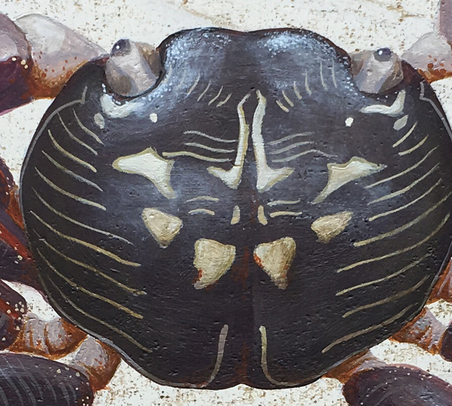 Purple Swift Footed Shore Crab Detail 2.jpg