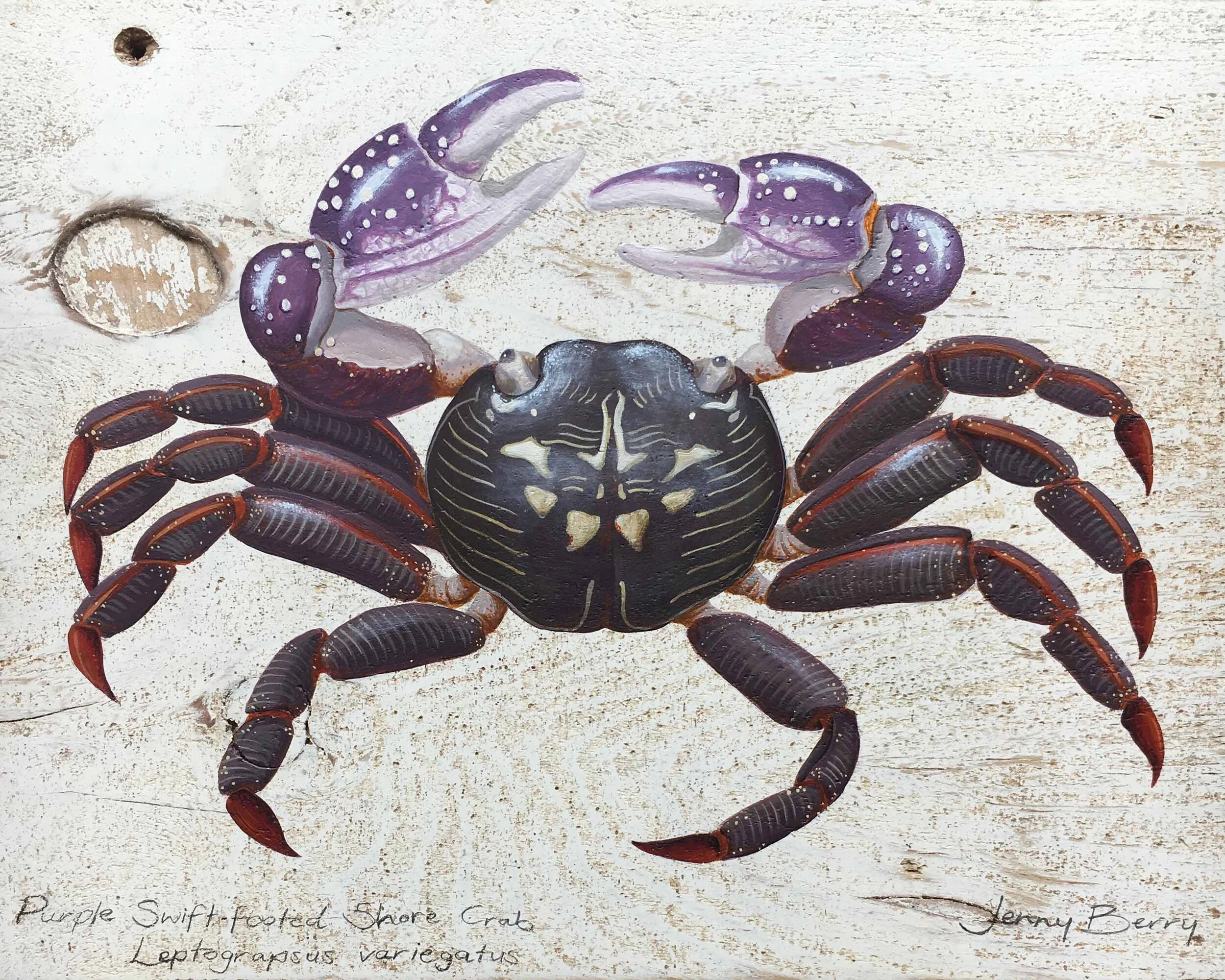 Purple Swift Footed Shore Crab small file.jpg