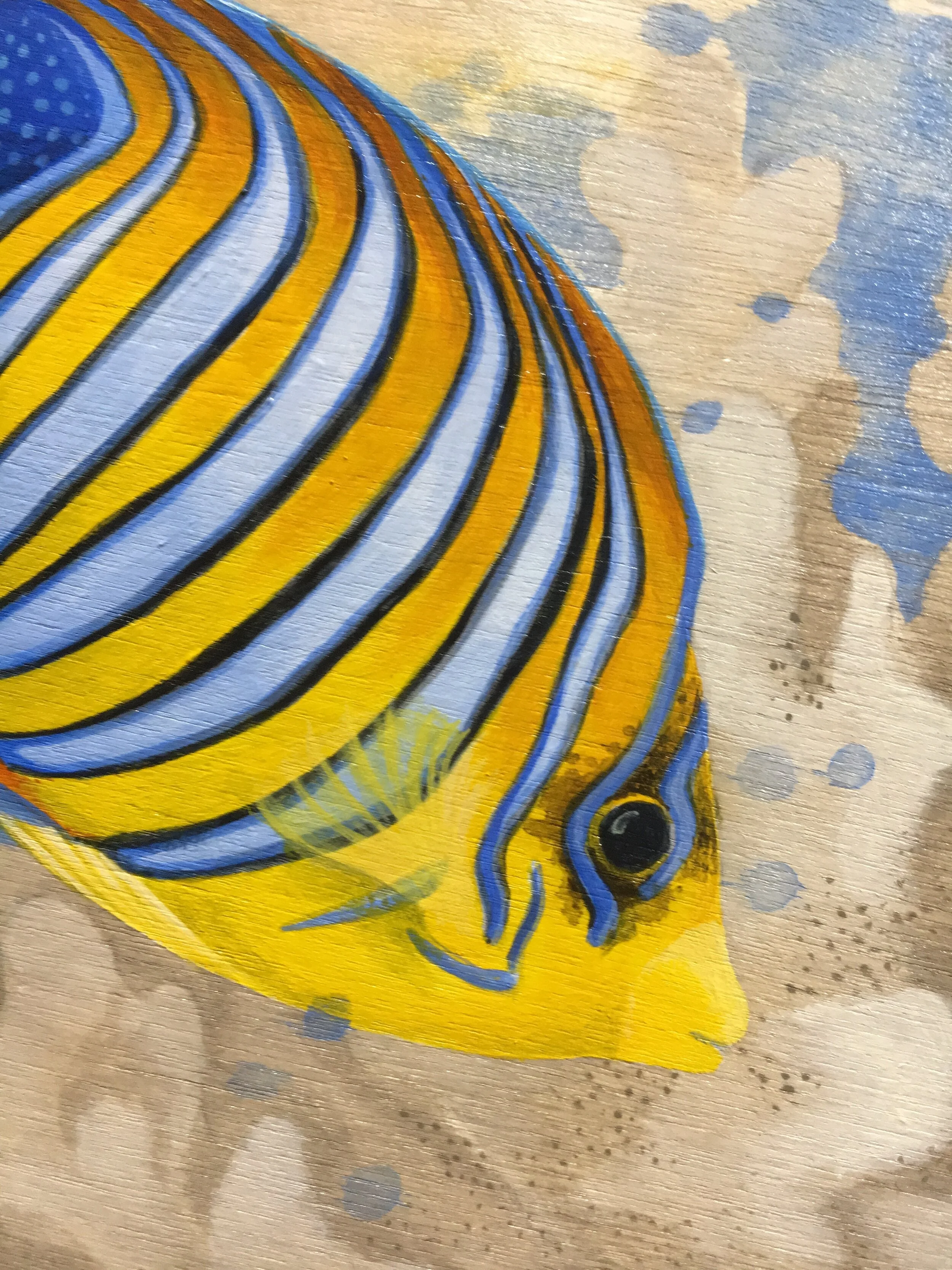 Colour in the coral Detail.JPG