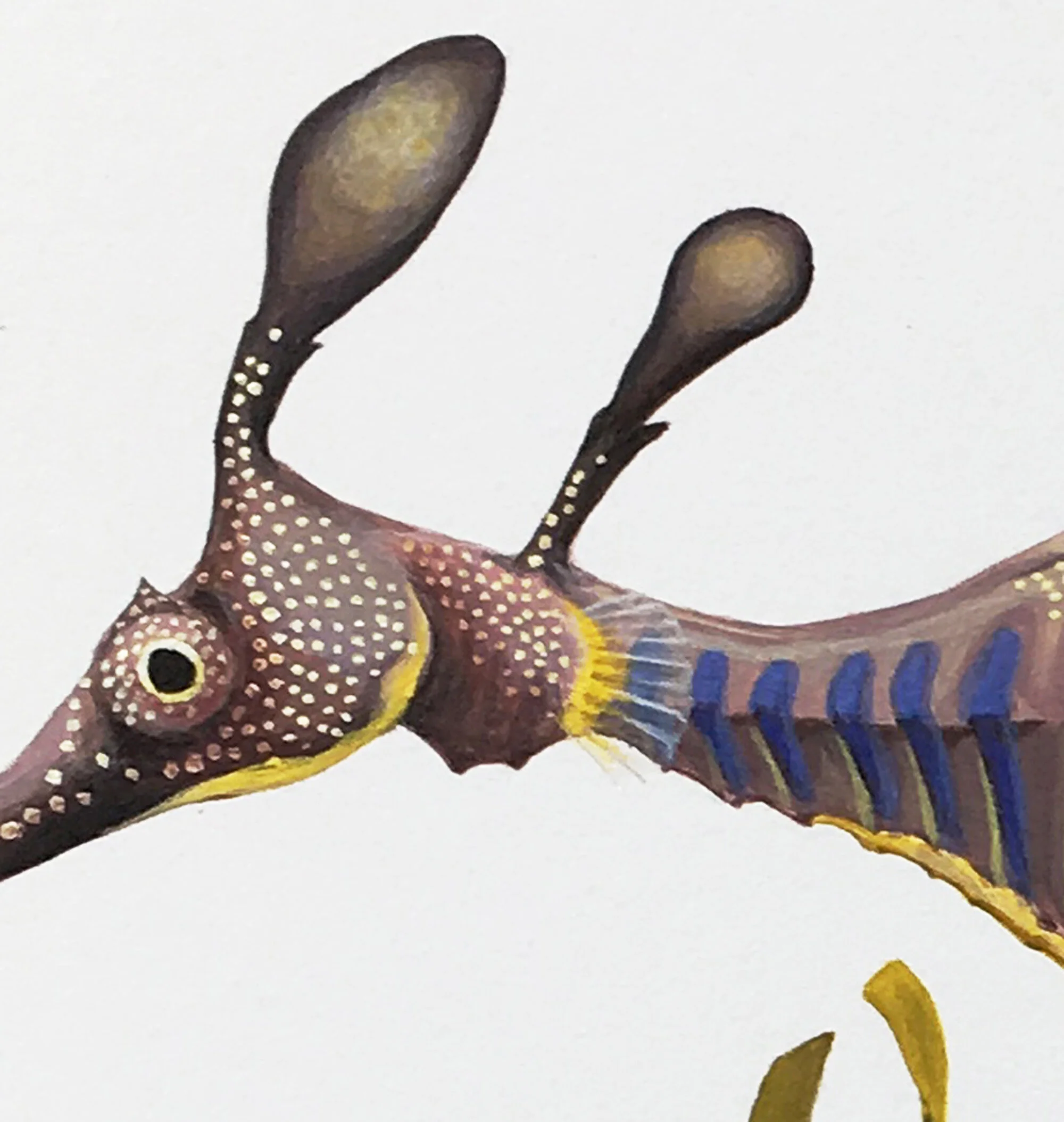 Common Seadragon Detail 2.jpg