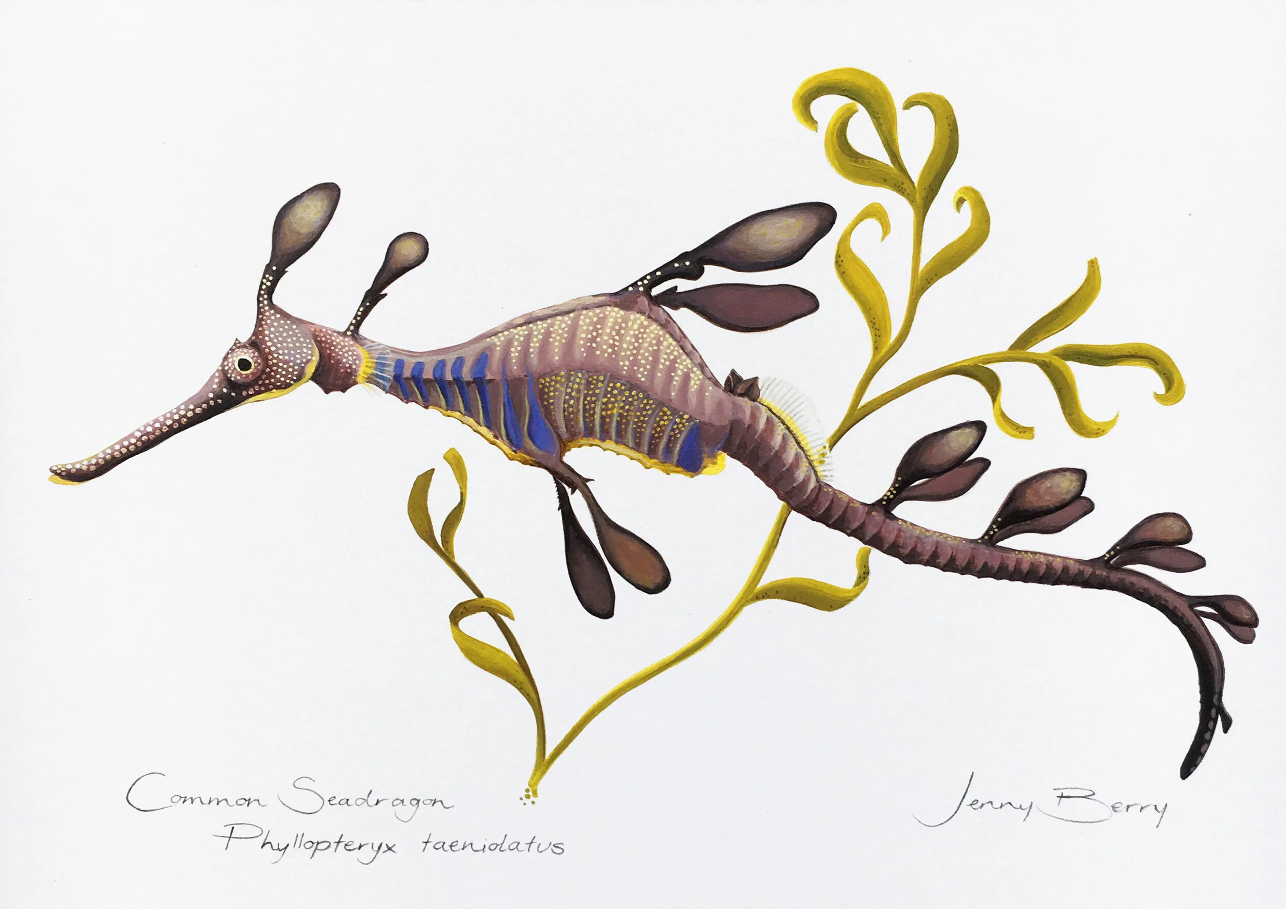Common Seadragon A4 Etsy.jpg