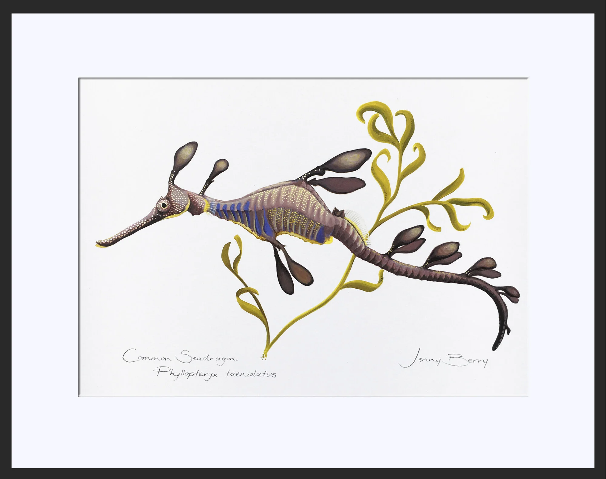 Common Seadragon framed.jpg