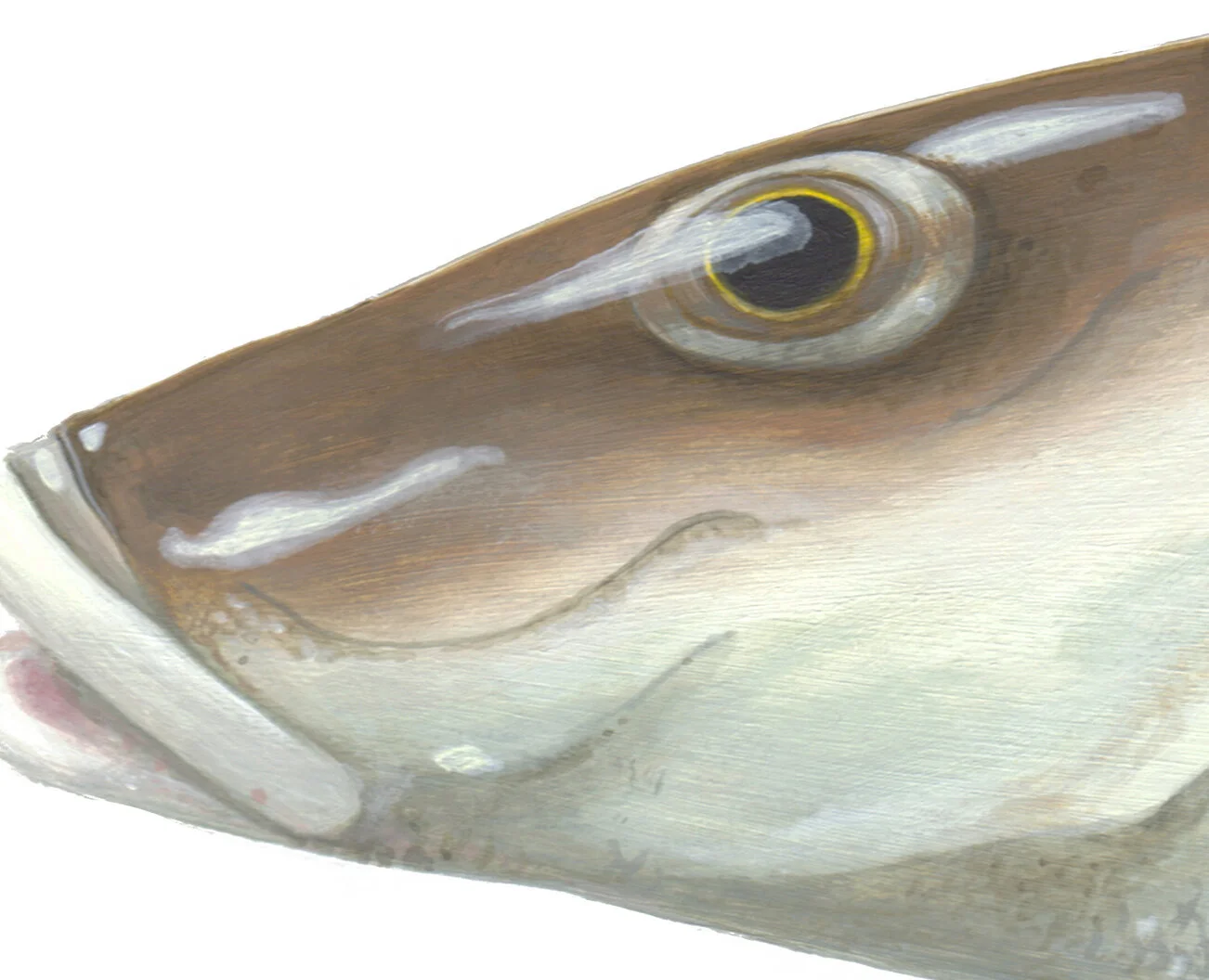 KIng George Whiting Head Detail.jpg