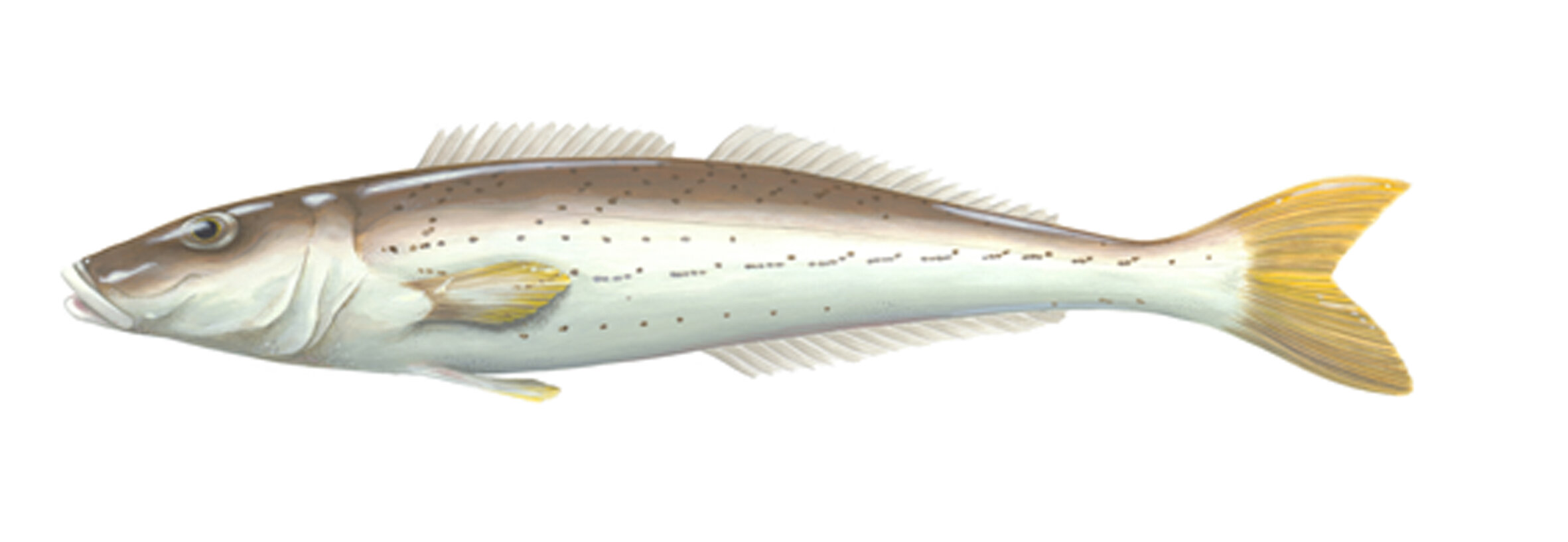 KIng George Whiting small file.jpg