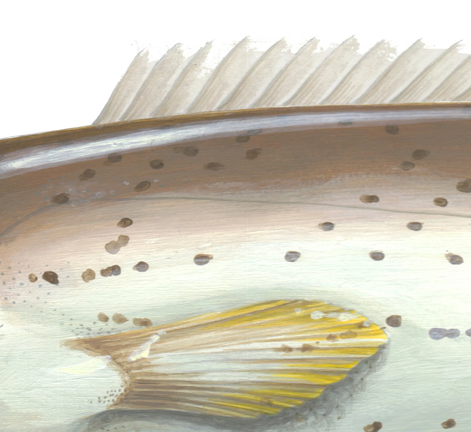 KIng George Whiting Pectoral Fin Detail.jpg