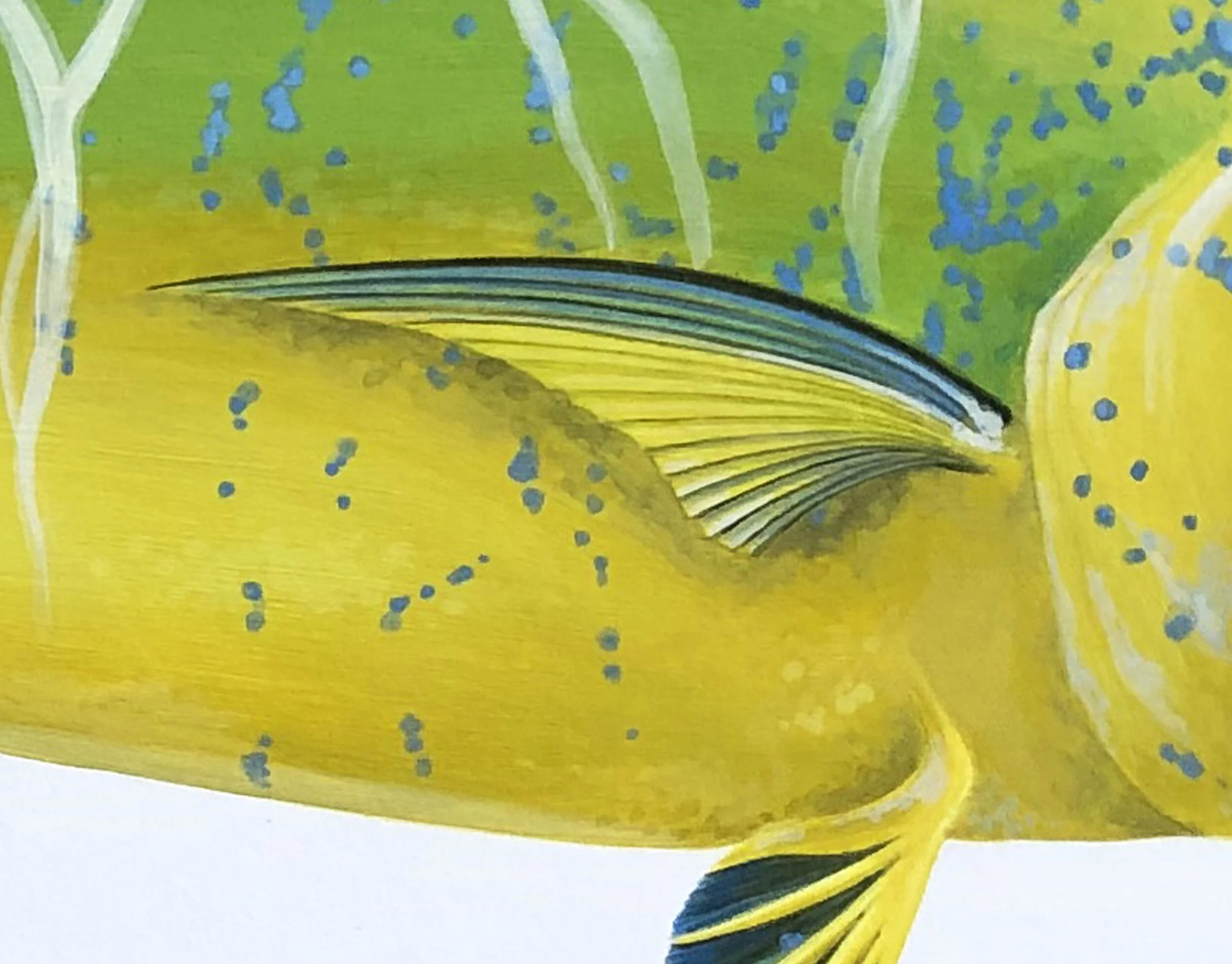 Dolphin fish fin detail.jpg