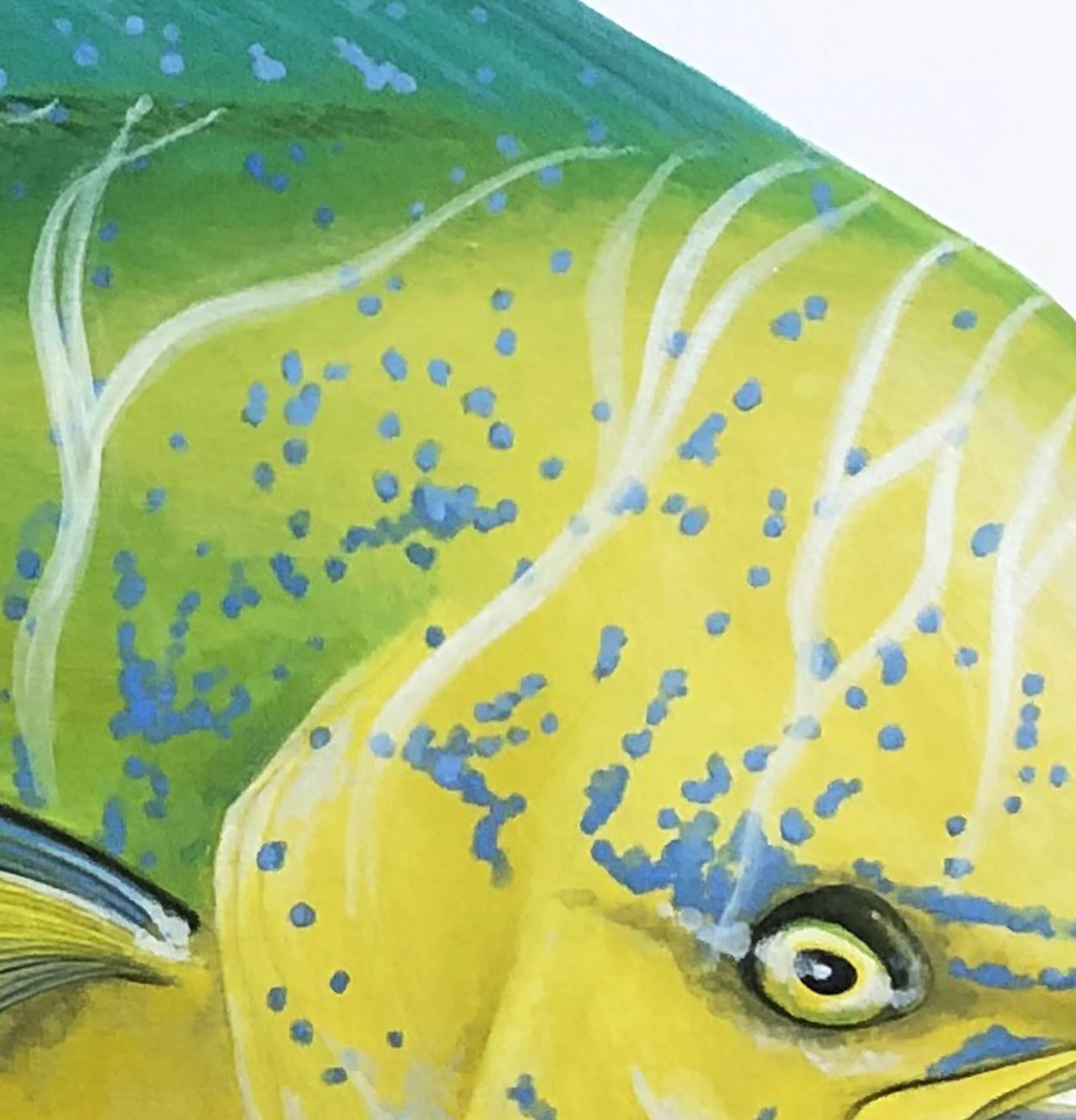 Dolphin fish head detail.jpg