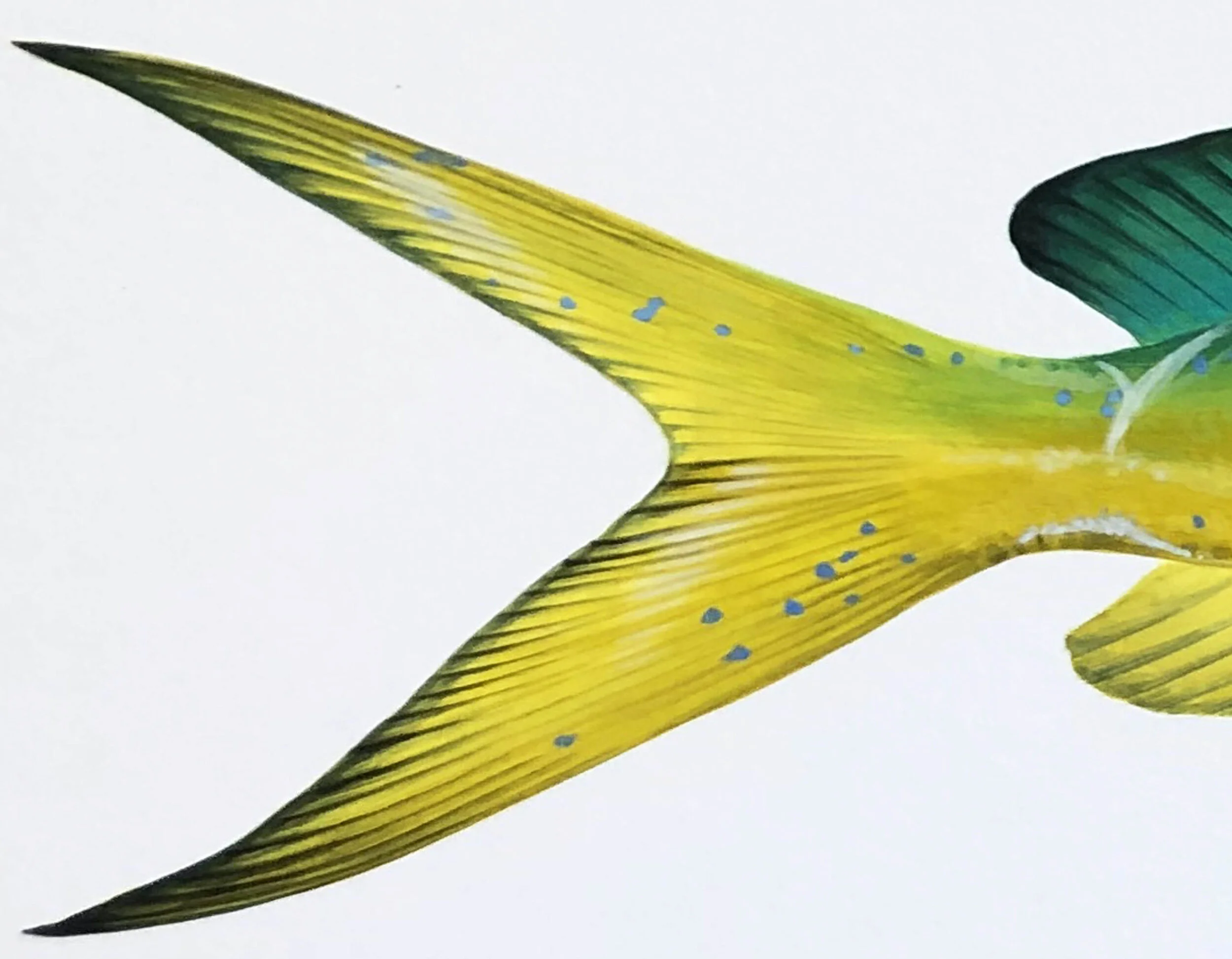 Dolphin fish tail detail.jpg