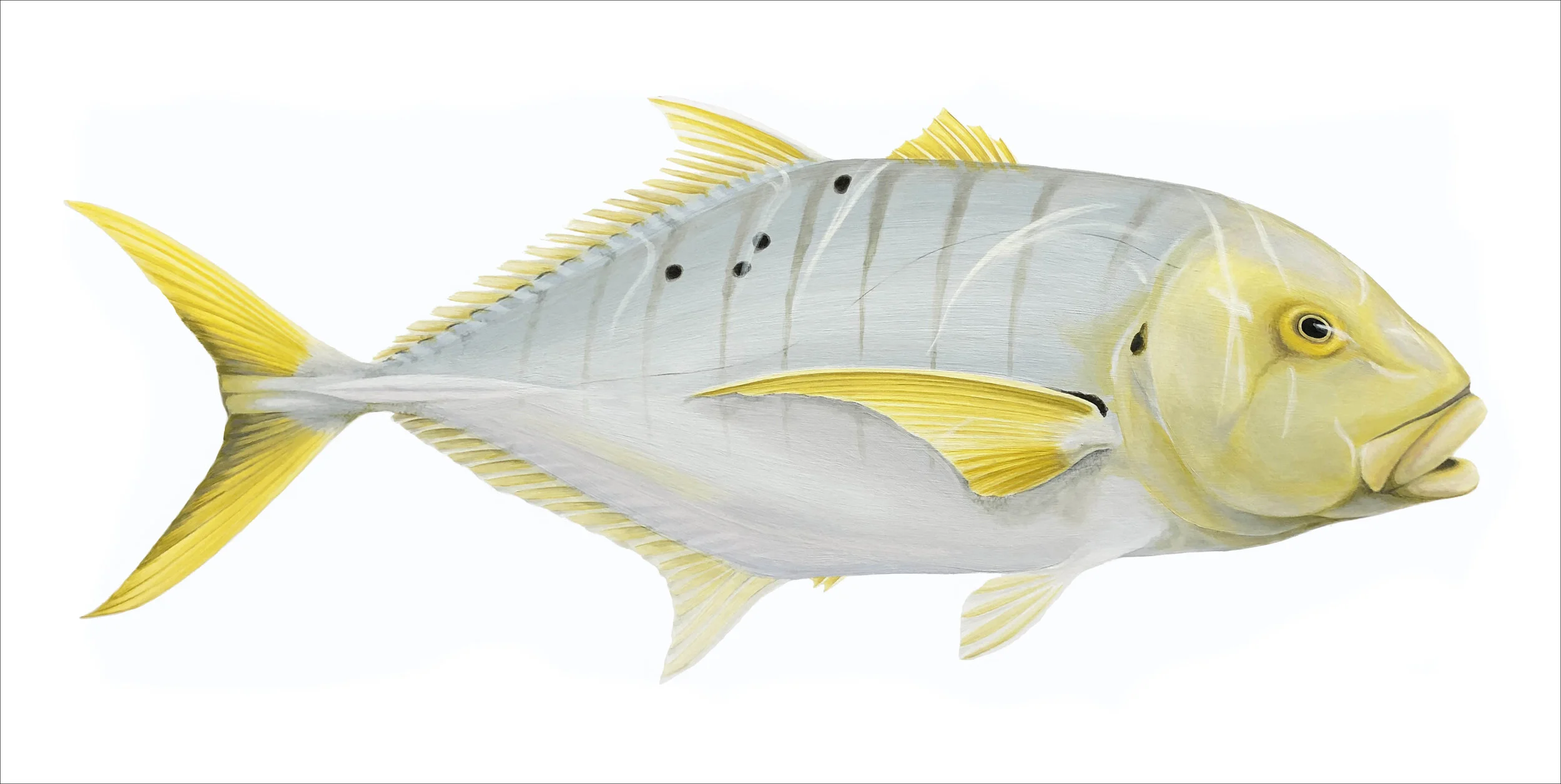 Golden Trevally small file.jpg