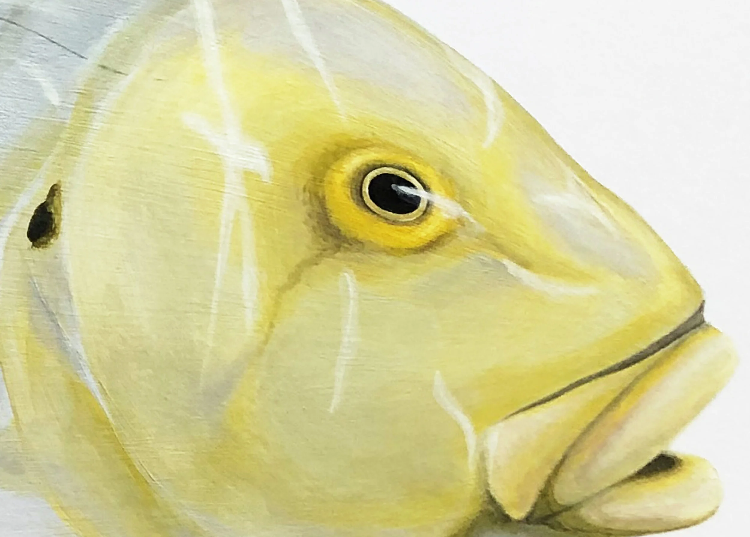 Goldens Head Detail.jpg