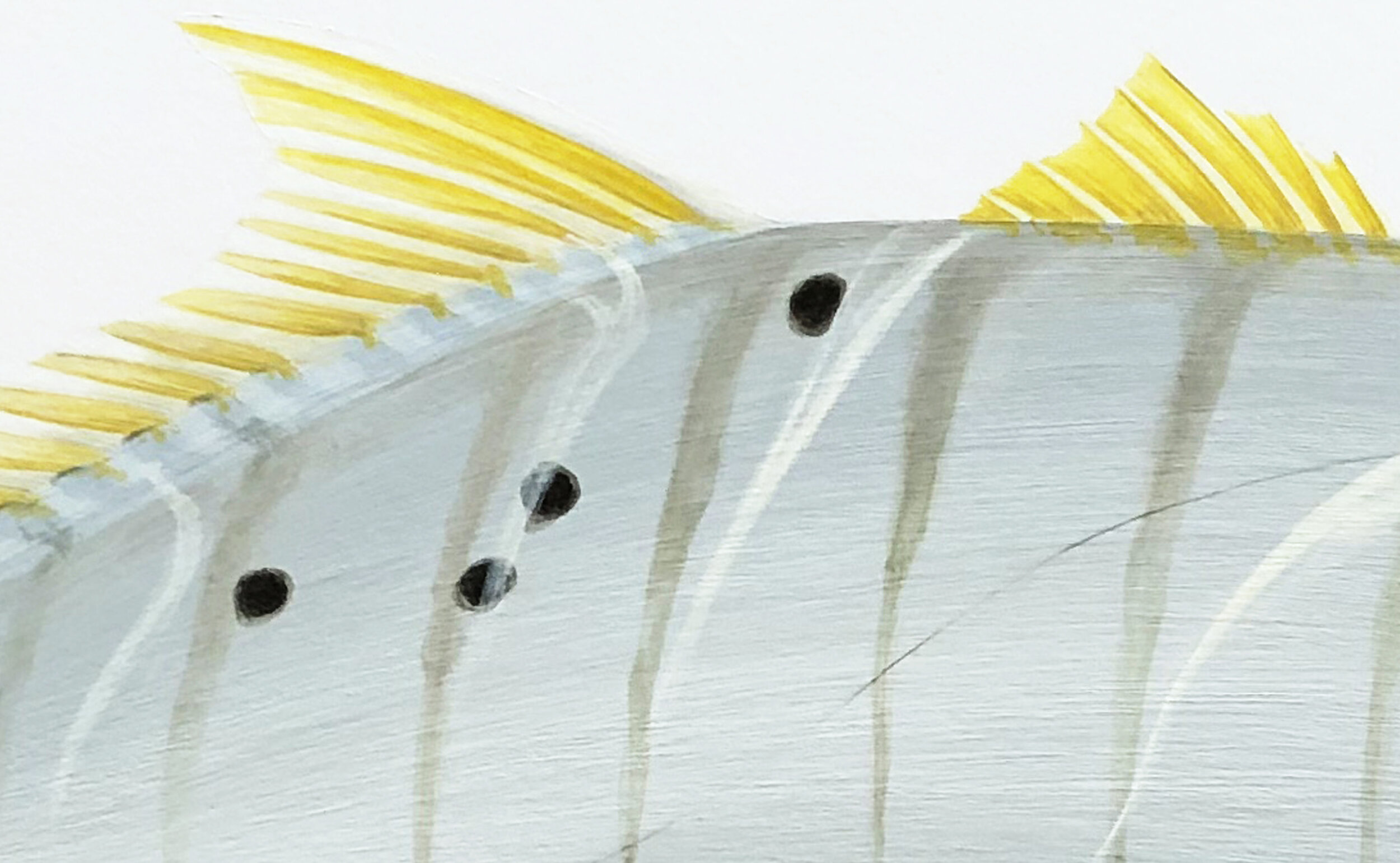 Goldens Dorsal Detail.jpg