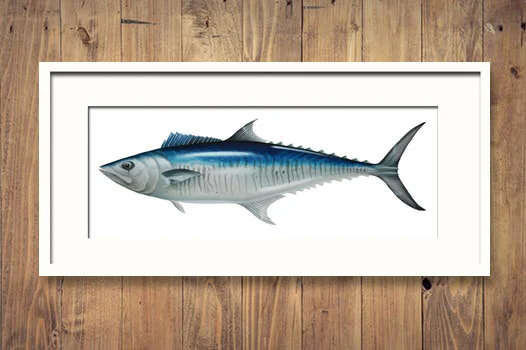 Spanish Mackerel Framed Timber Wall.jpg