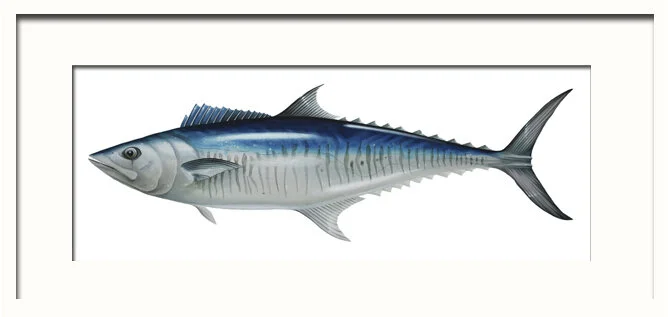 Spanish Mackerel Framed.jpg