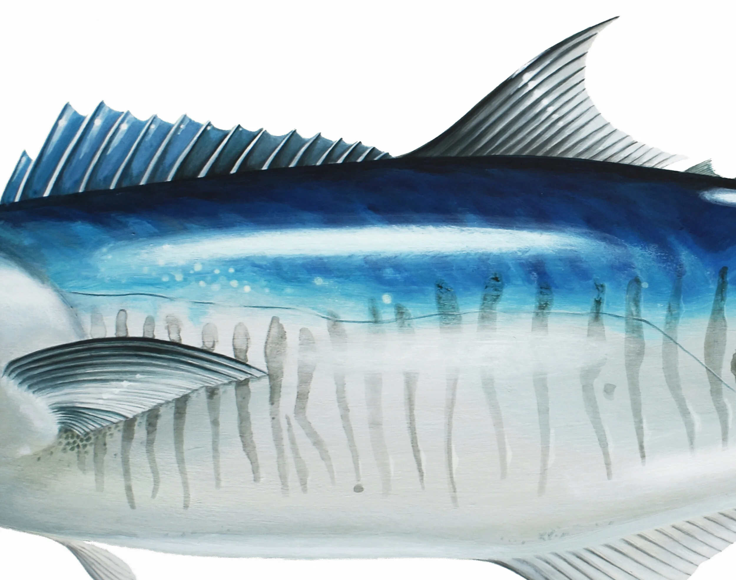 Macky body detail.jpg