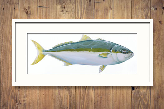 Yellowtail Kingfish Framed Timber Wall.jpg