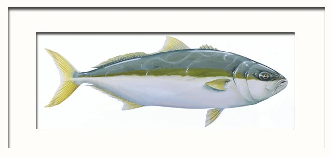 Yellowtail Kingfish Framed.jpg