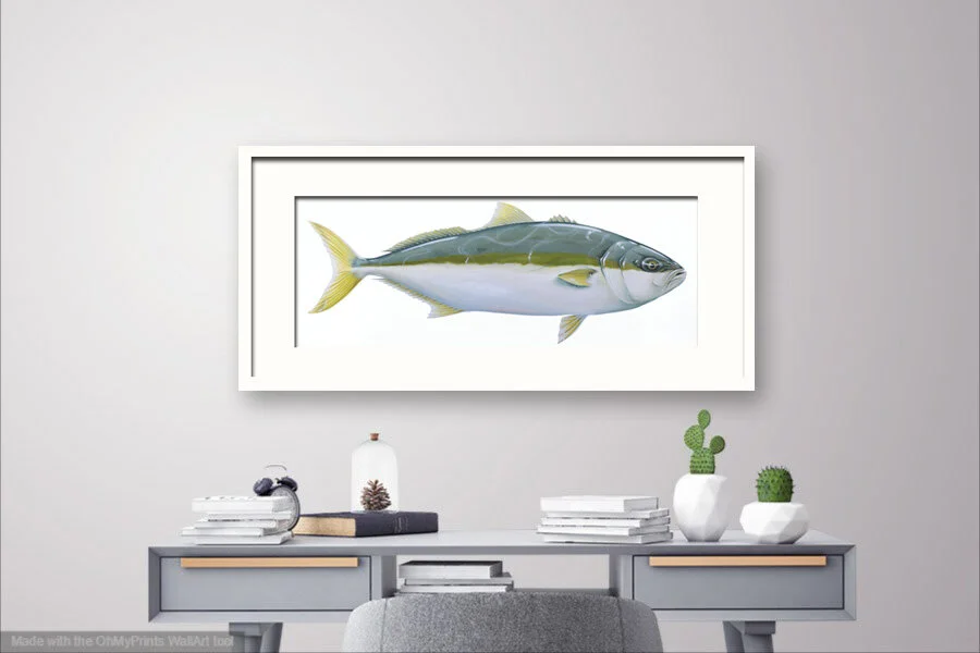 Yellowtail Kingfish Grey wall above desk.jpg