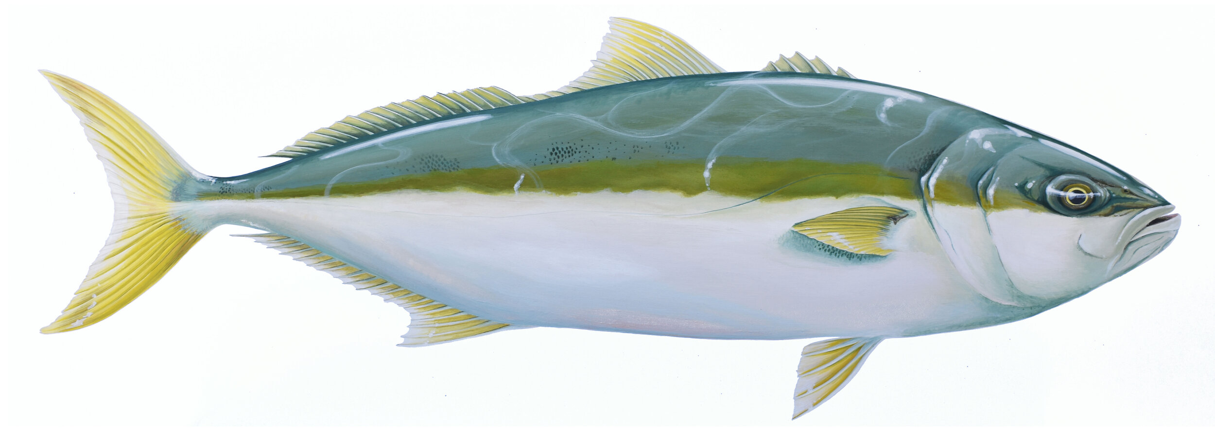 Yellowtail Kingfish small file.jpg
