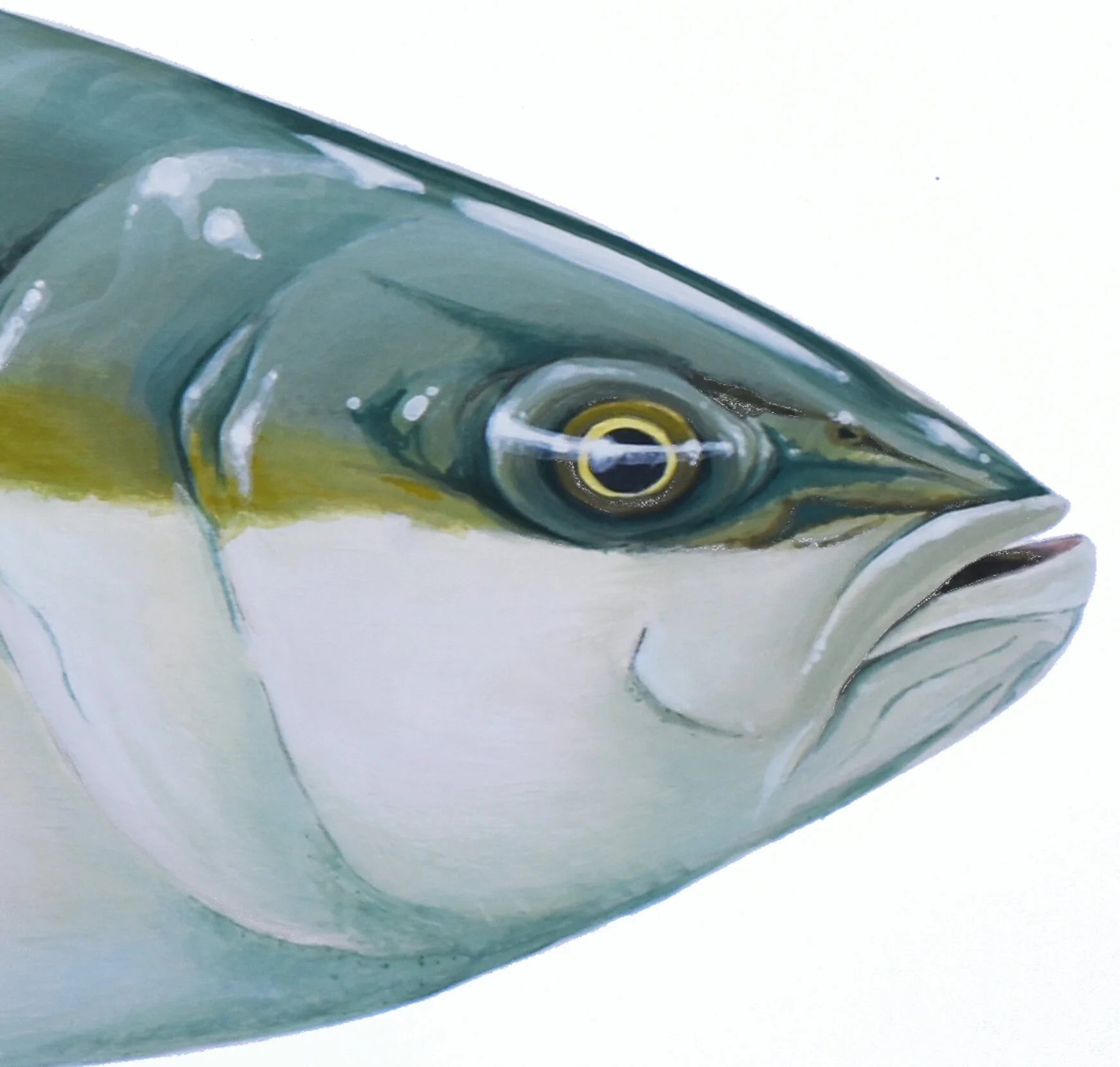 Yellowtail Kingfish Kingy Head Detail.jpg