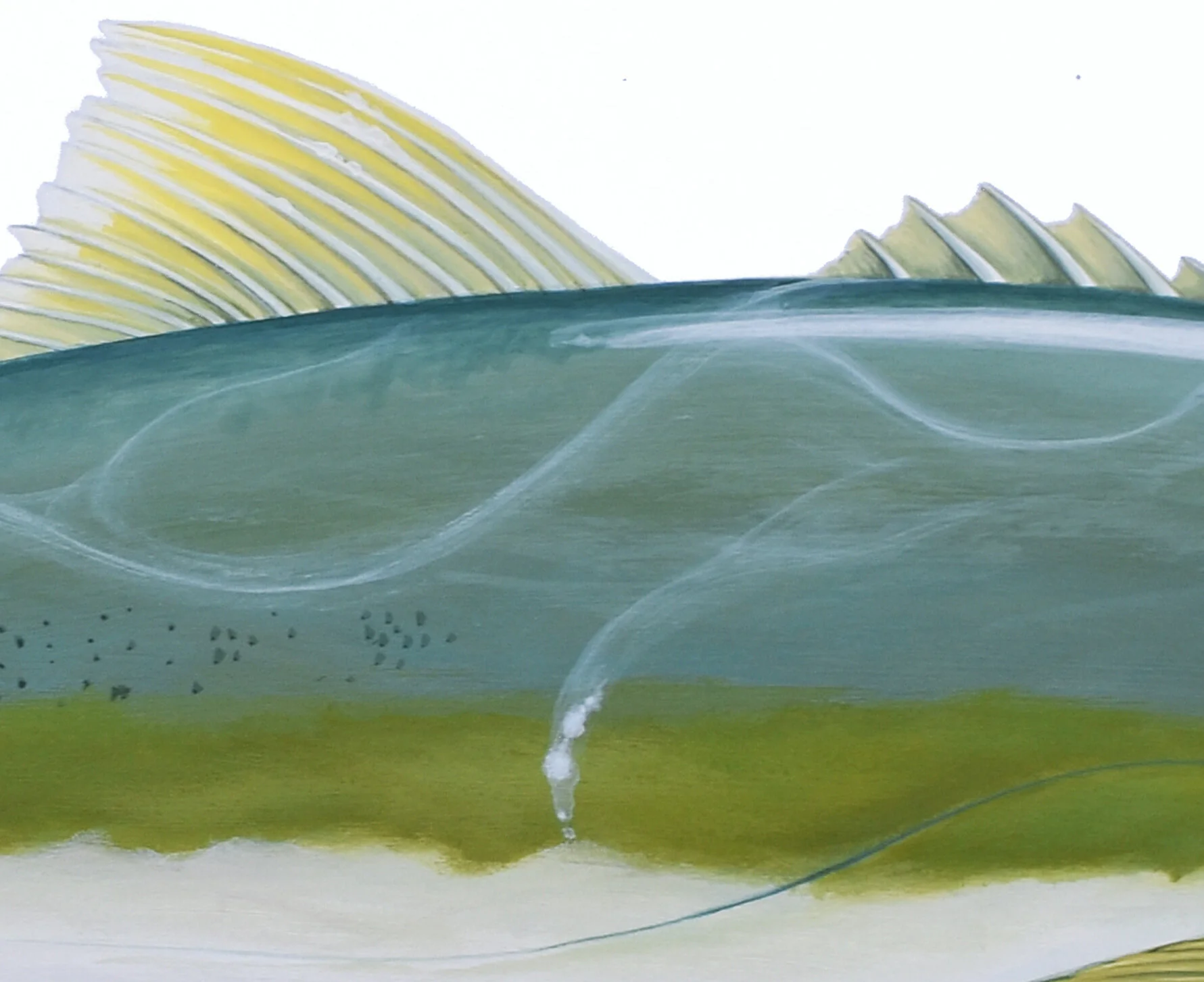Yellowtail Kingfish Kingy Fin Detail.jpg