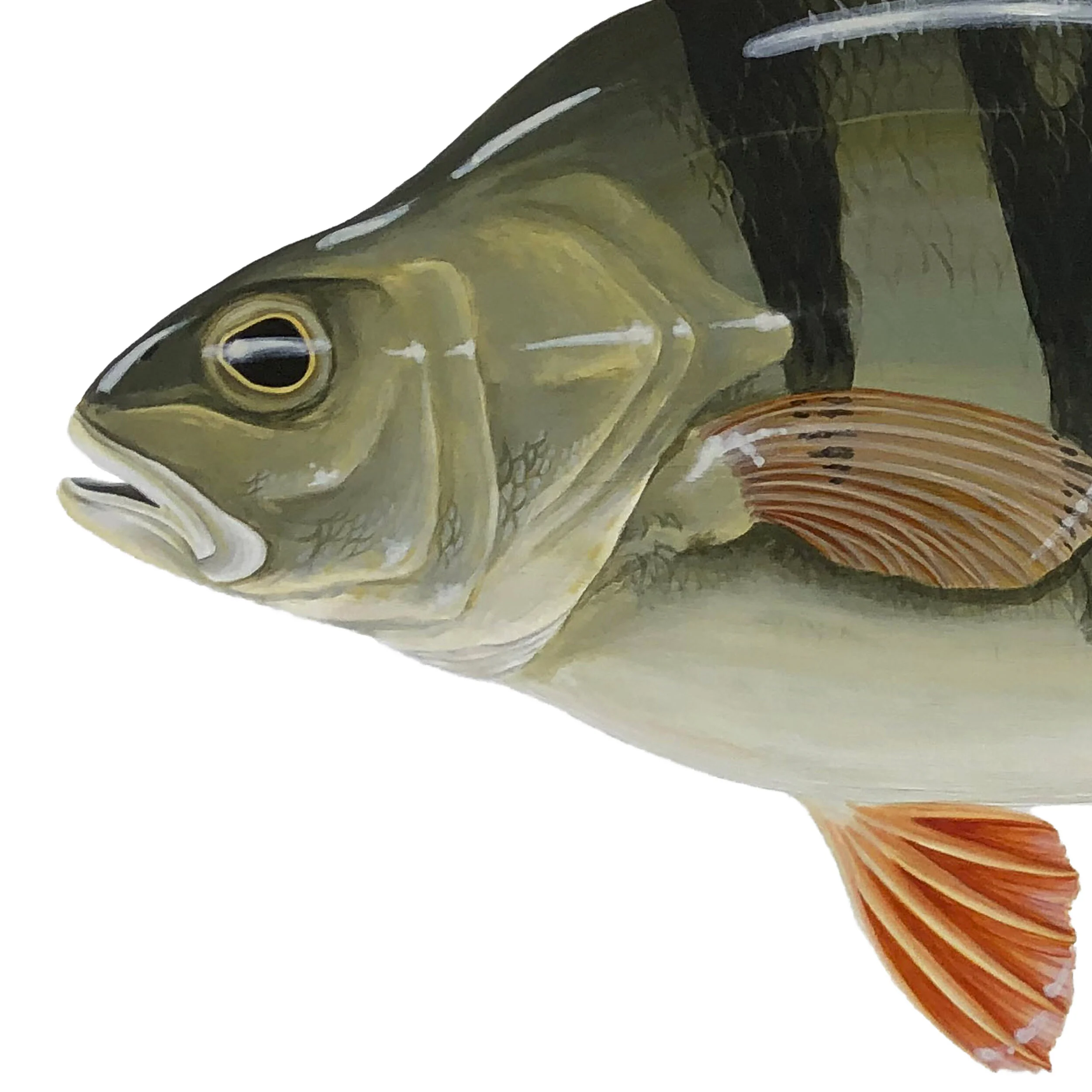 Redfin Perch Head Detail.jpg