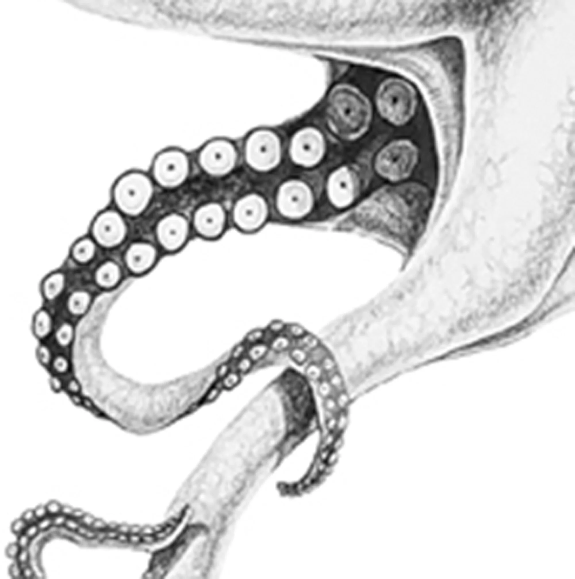Inky Detail arms.jpg