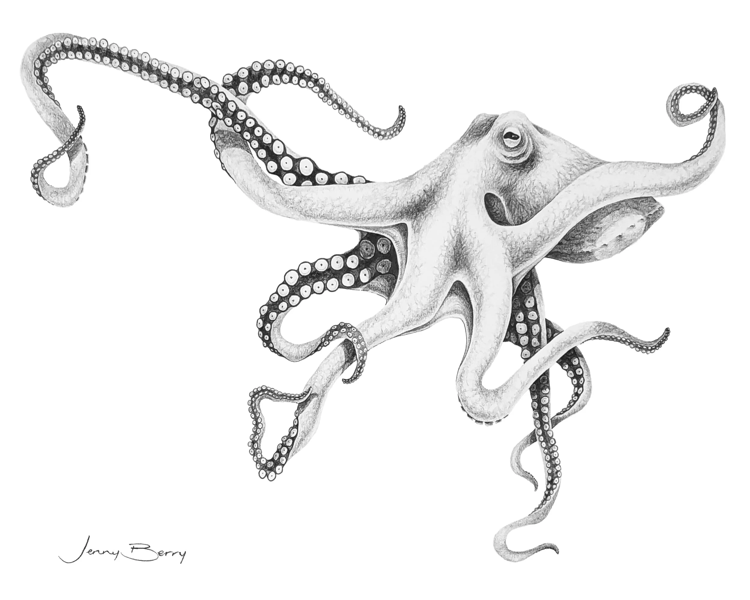 Inky 8 x 10.jpg