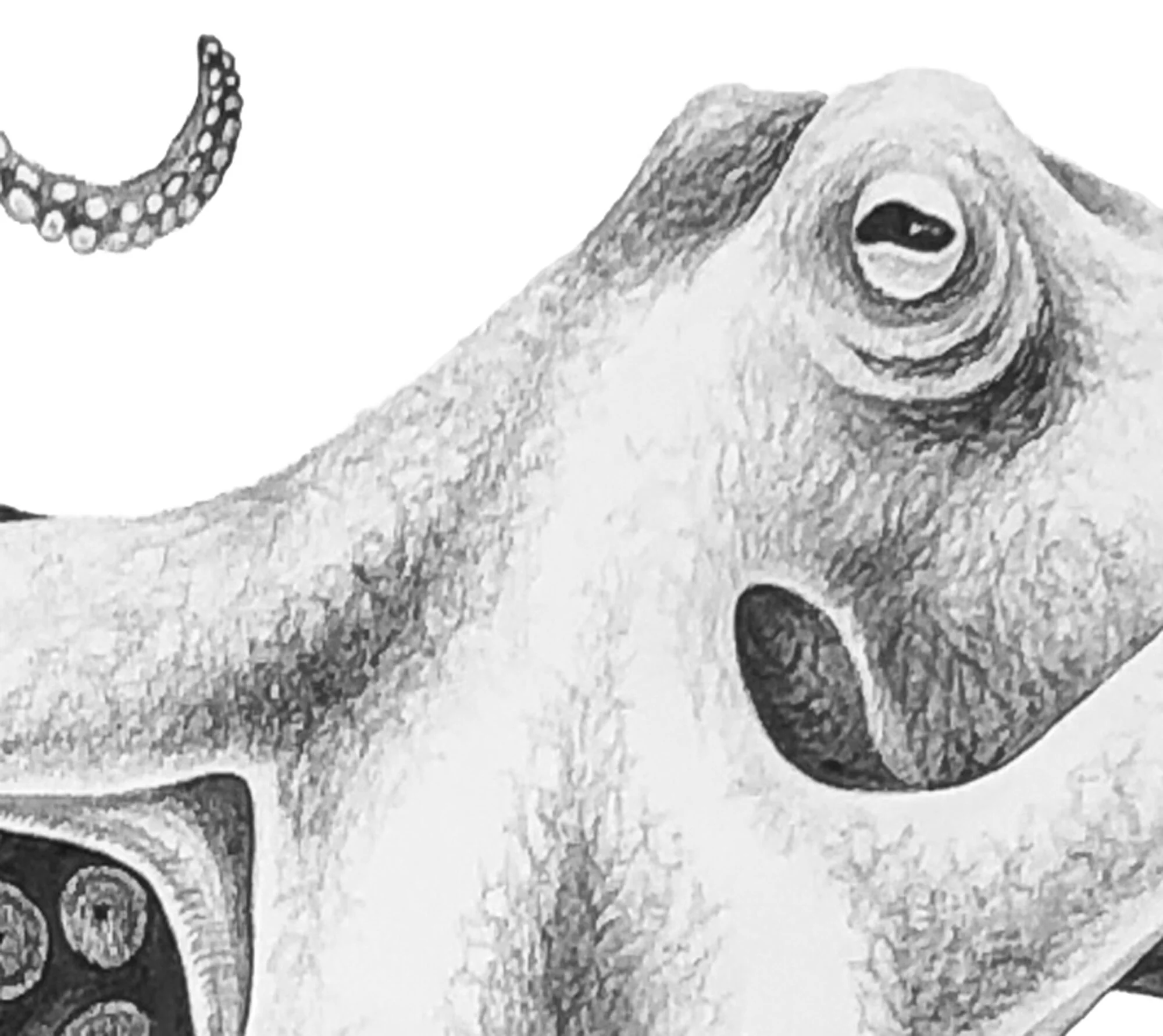 Inky Detail head.jpg