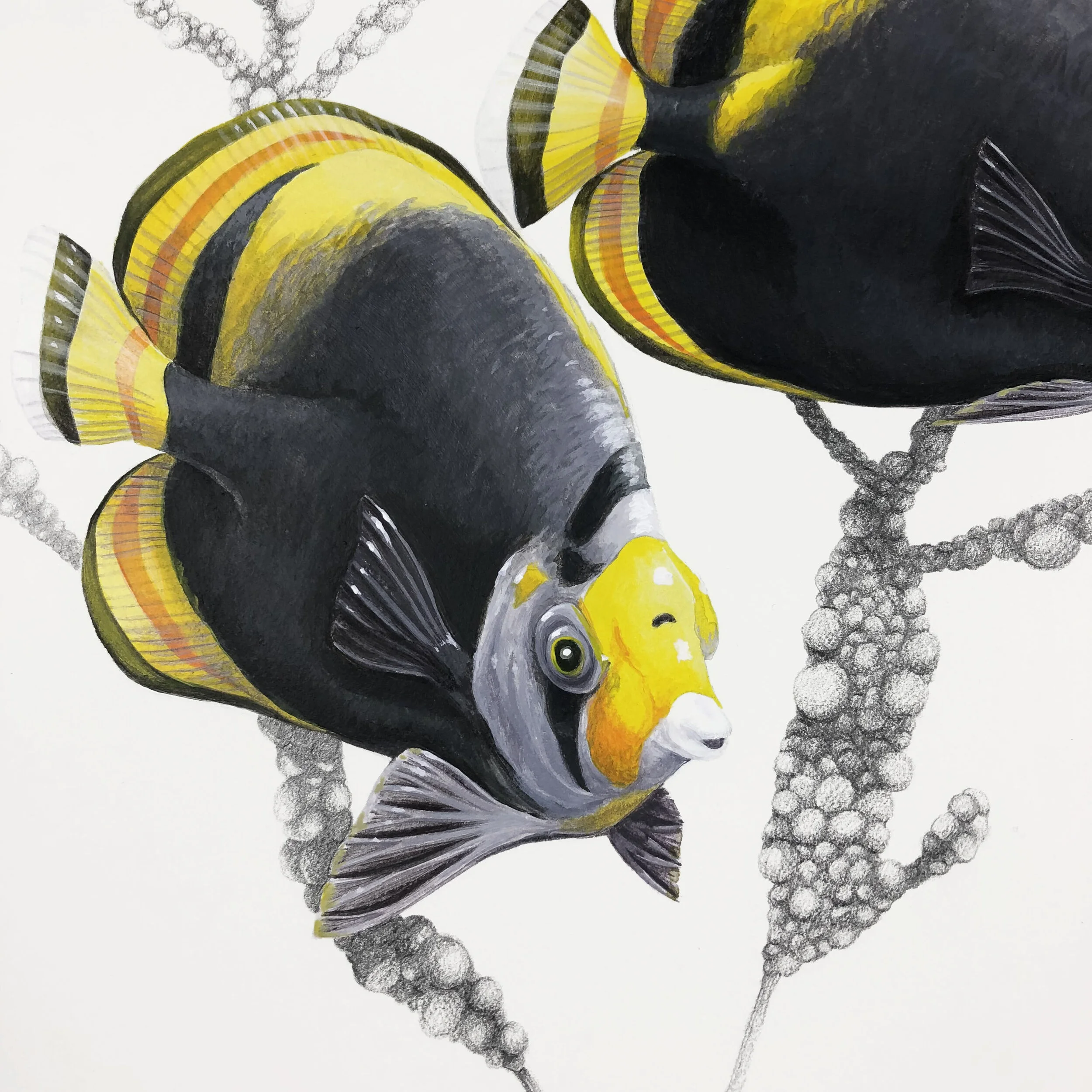 Sea jewels Close Fish 1.jpg