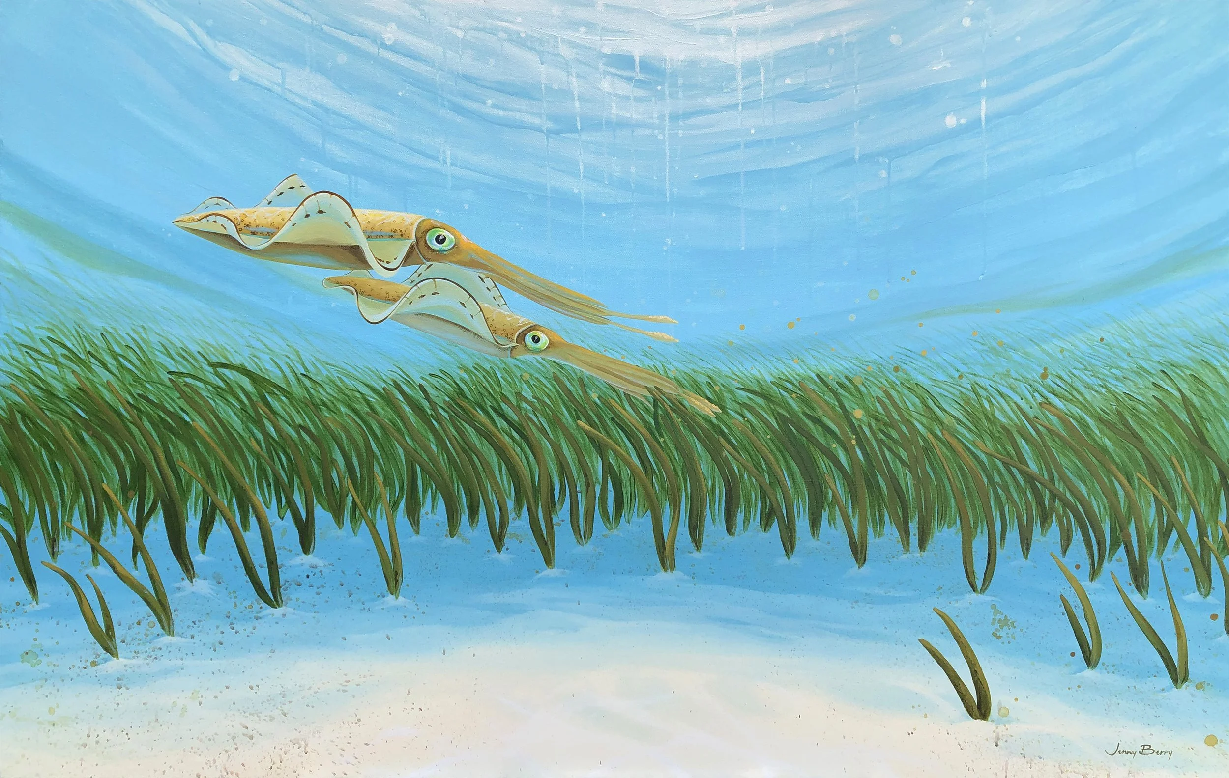 Southern Calamari in Ocean Fields