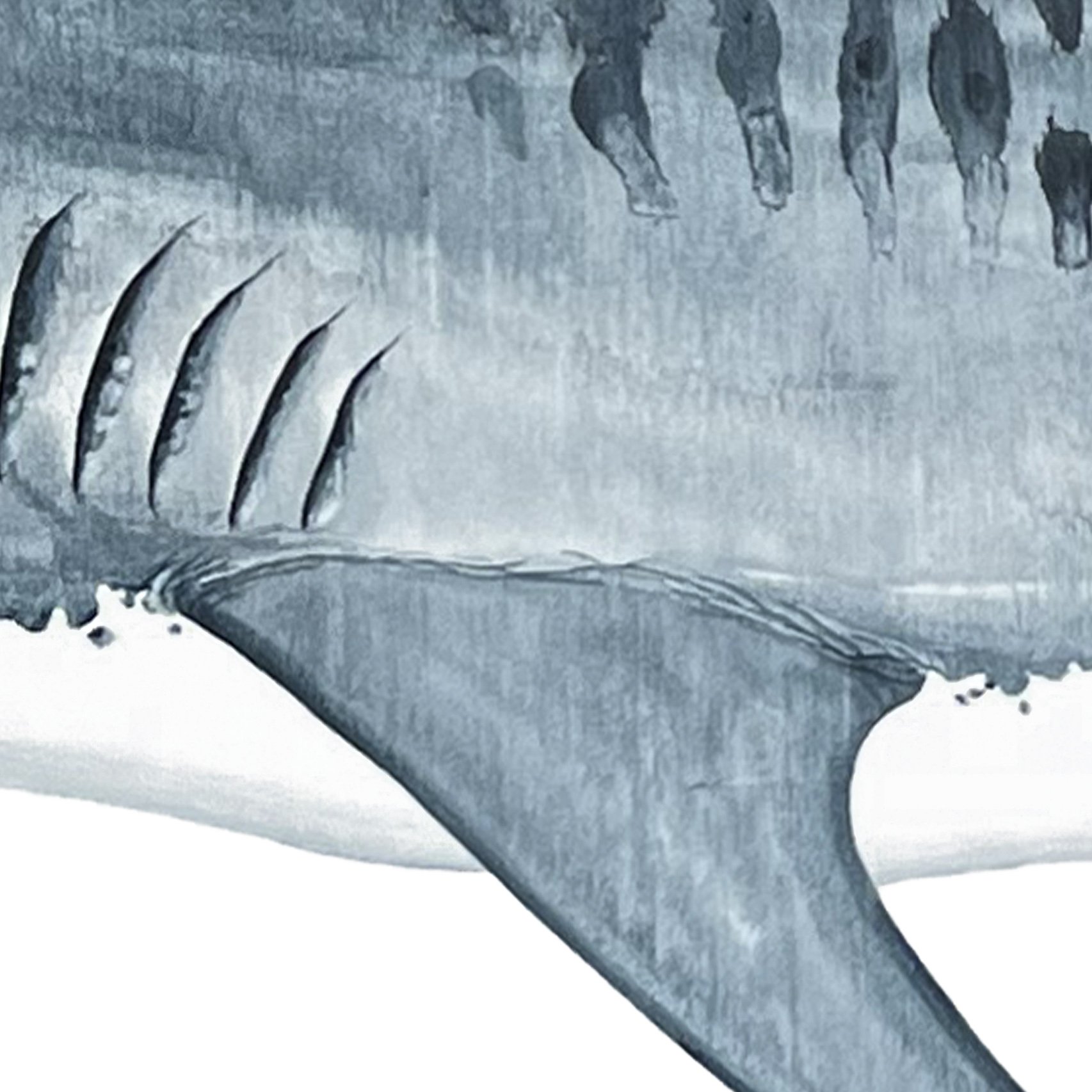 Oceanic Tiger Gill Detail.jpg
