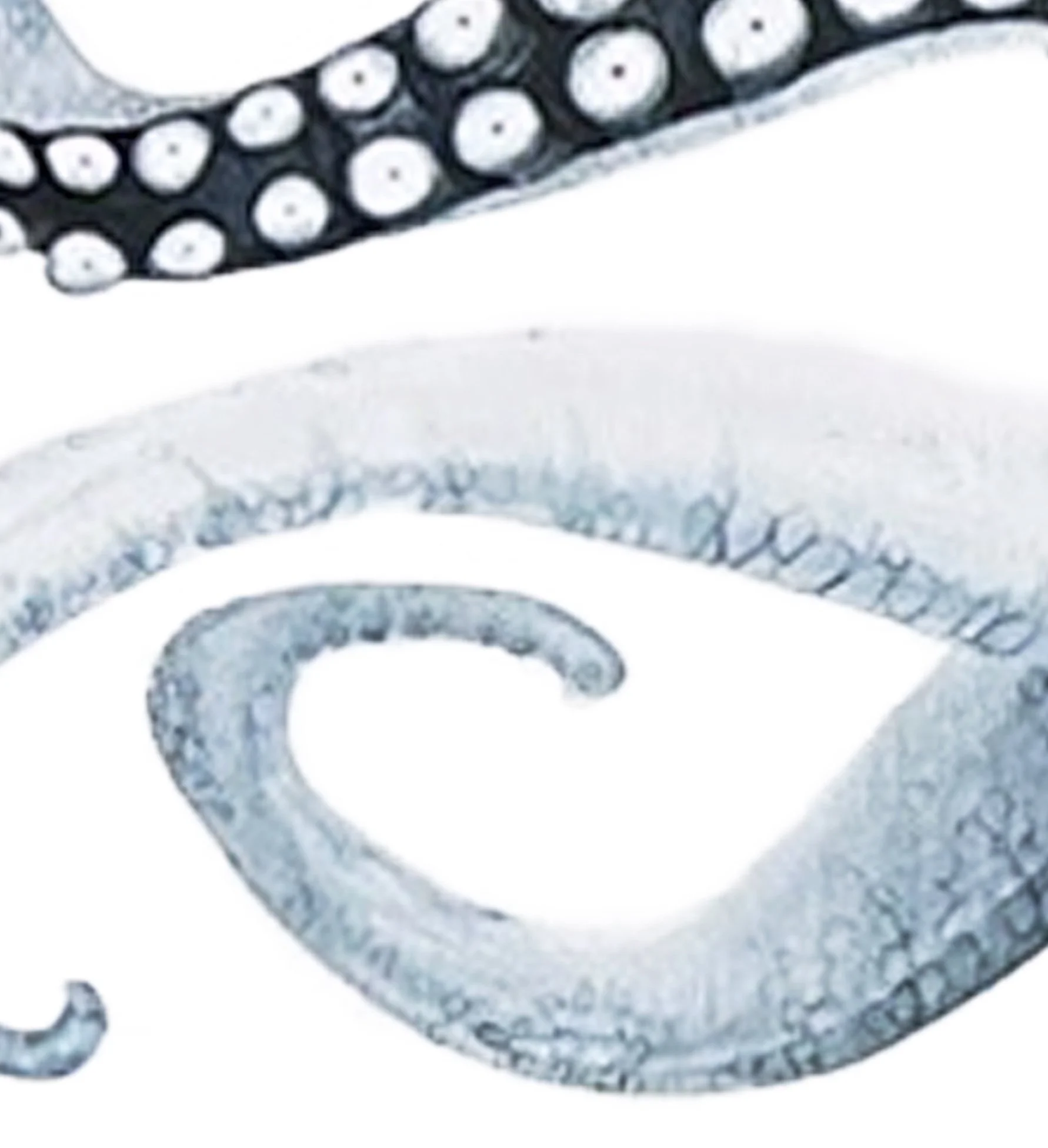 Octopus tentacle 1 detail.jpg