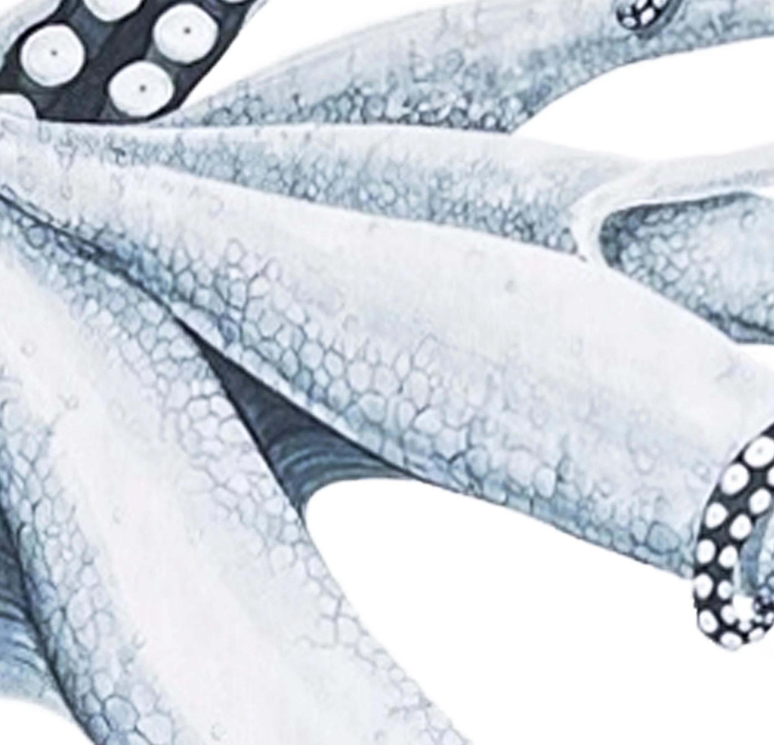 Octopus tentacle detail.jpg