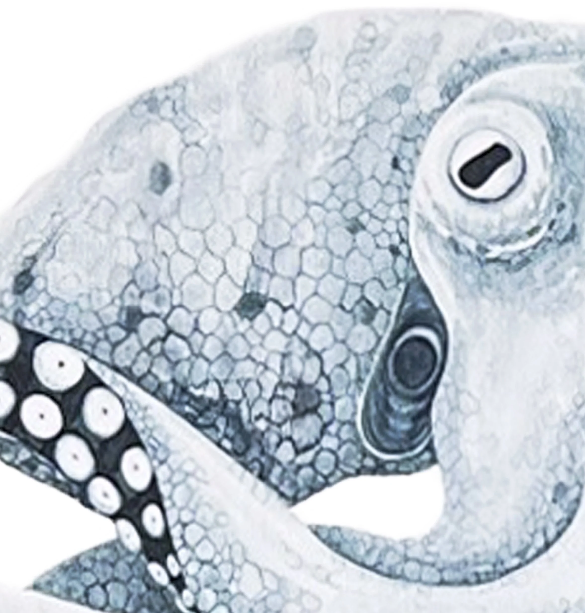 Octopus head detail.jpg