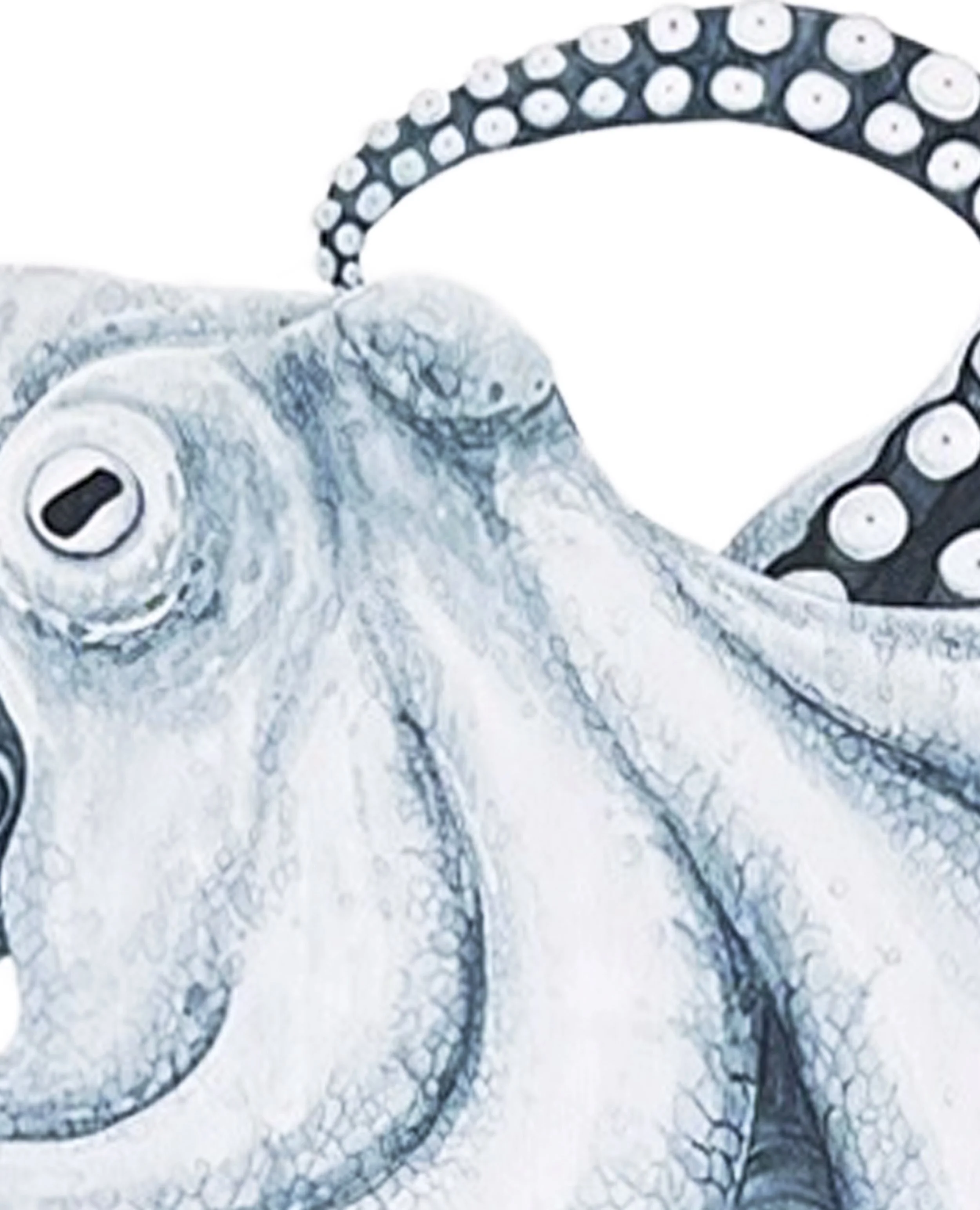 Octopus face detail.jpg