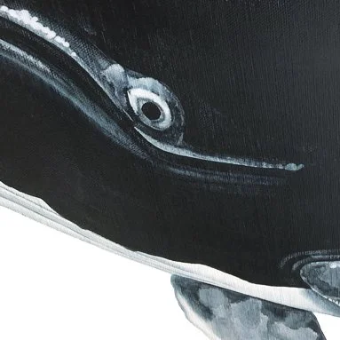 Oceanic Wanderer Humpback eye Detail.jpg