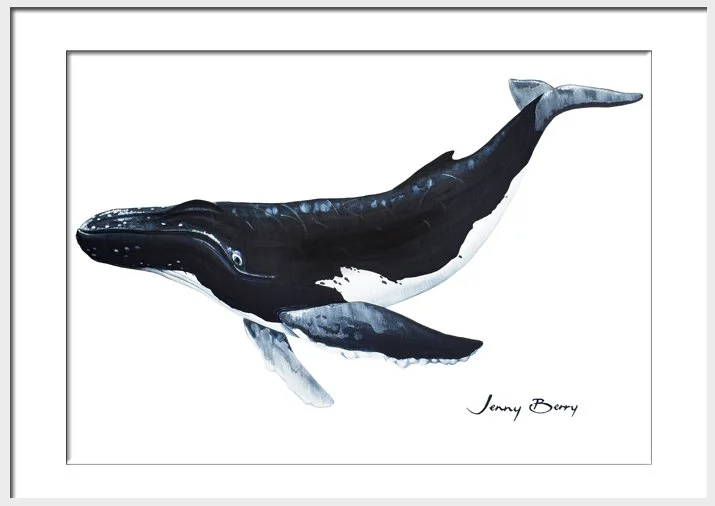 Humpback a4 Framed.jpg