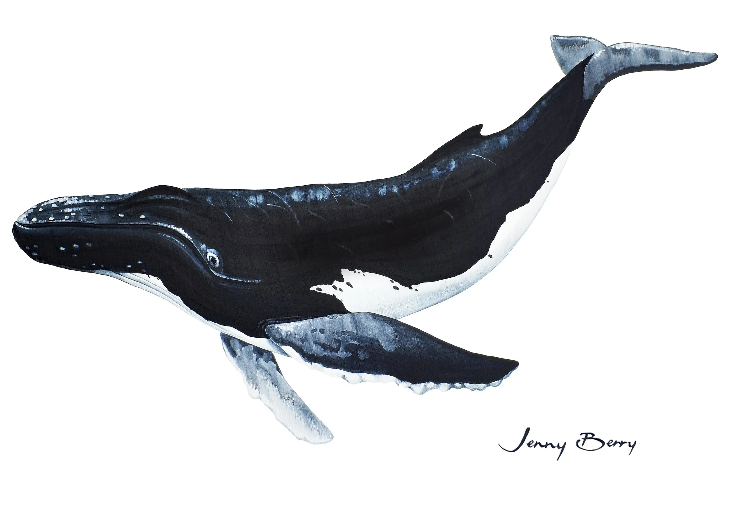 Humpback A4 print.jpg