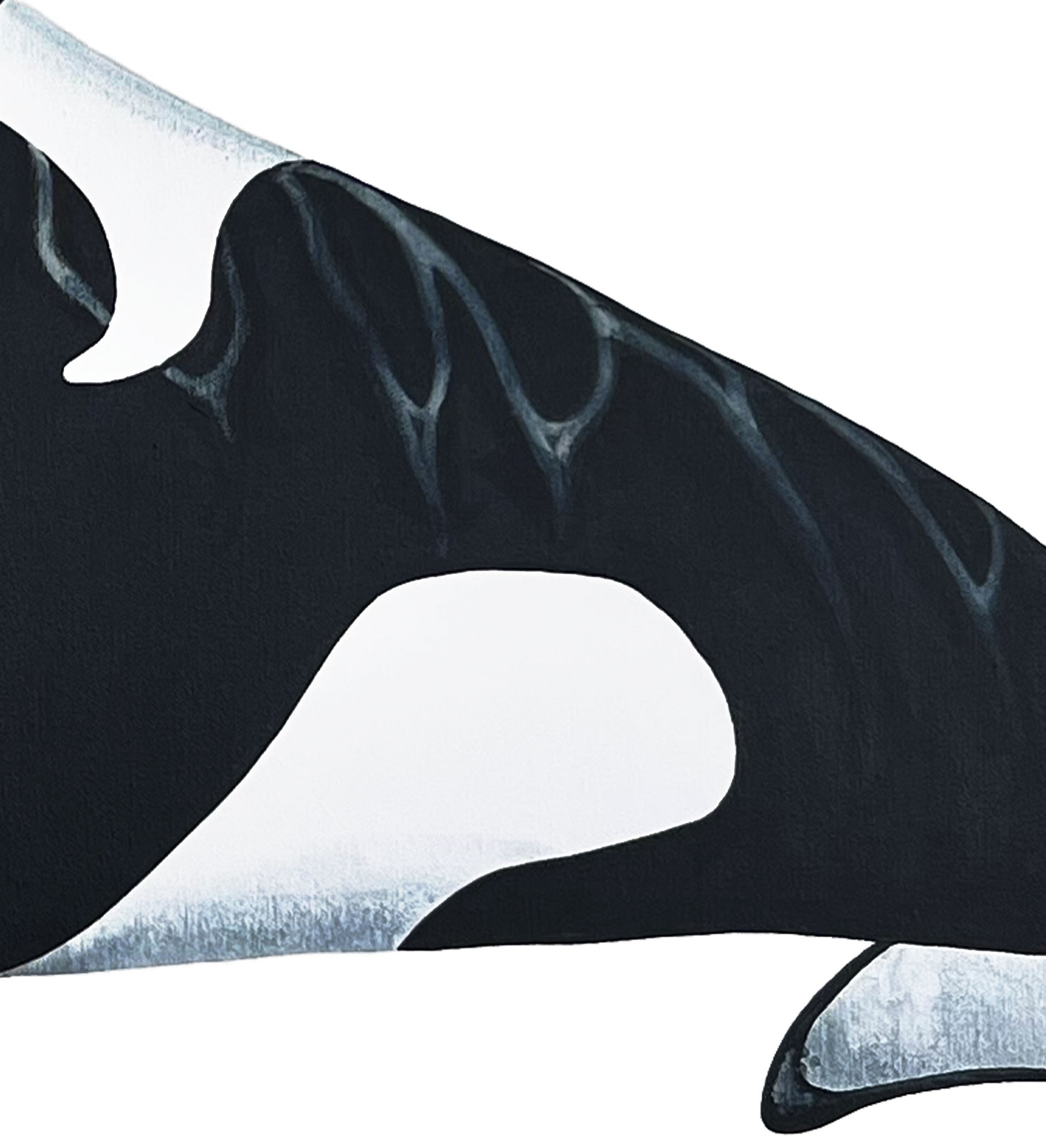 Orca body detail.jpg