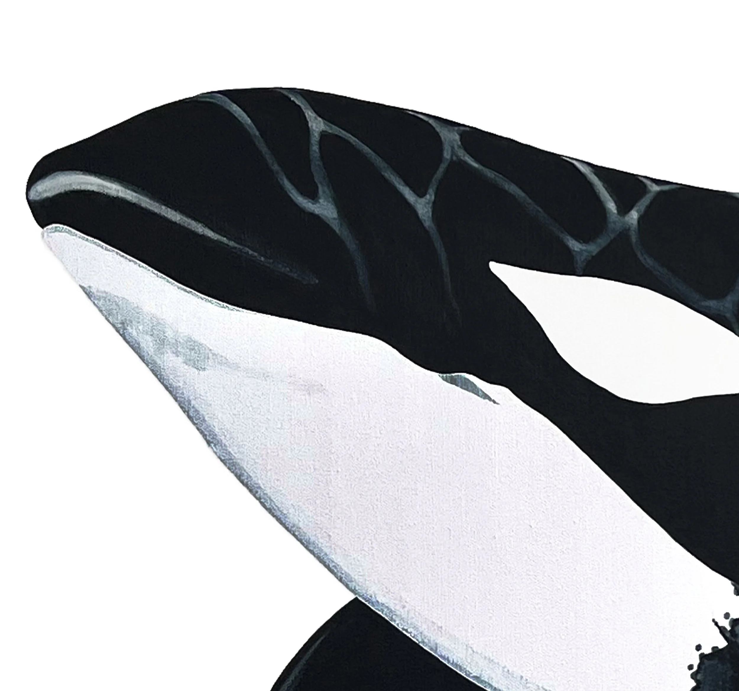 Orca head detail.jpg