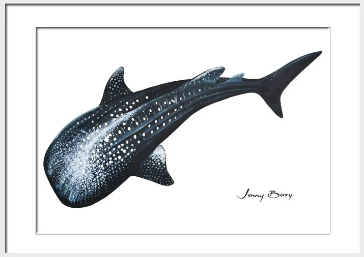 Whale Shark a4 Framed.jpg