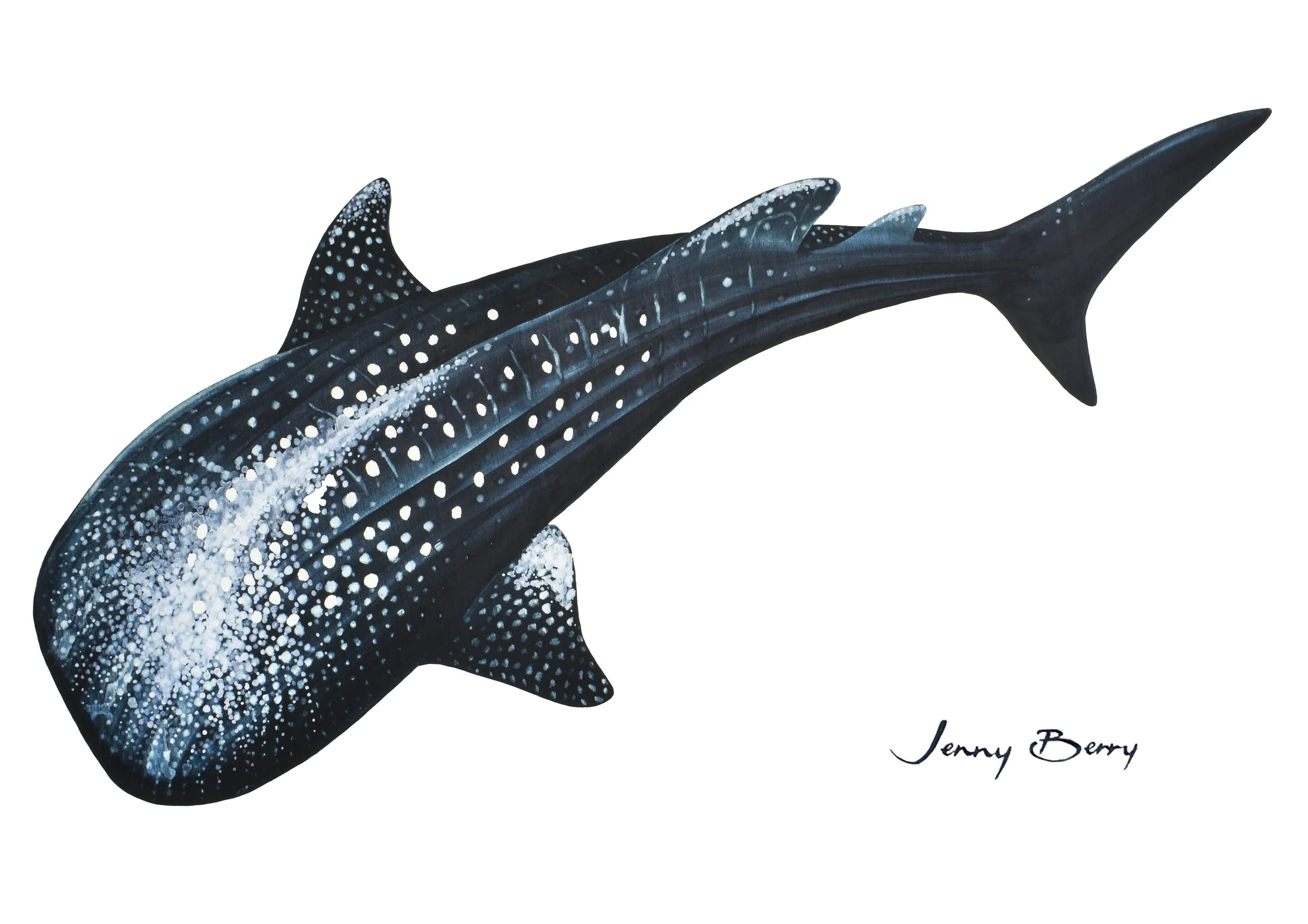 Whale Shark A4 print.jpg