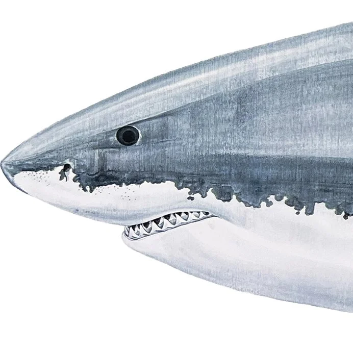 Great White Shark Head Detail.jpg