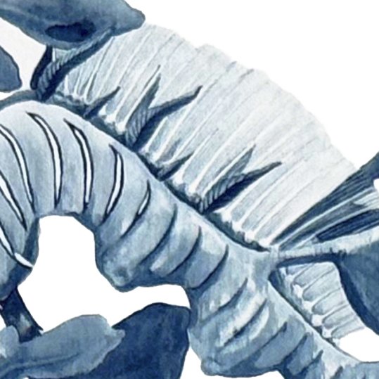 Leafy fin detail.jpg