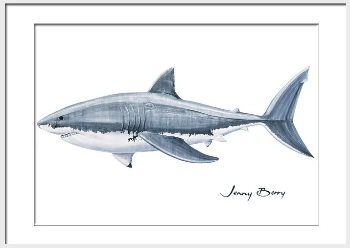 Great White Shark a4 Framed.jpg