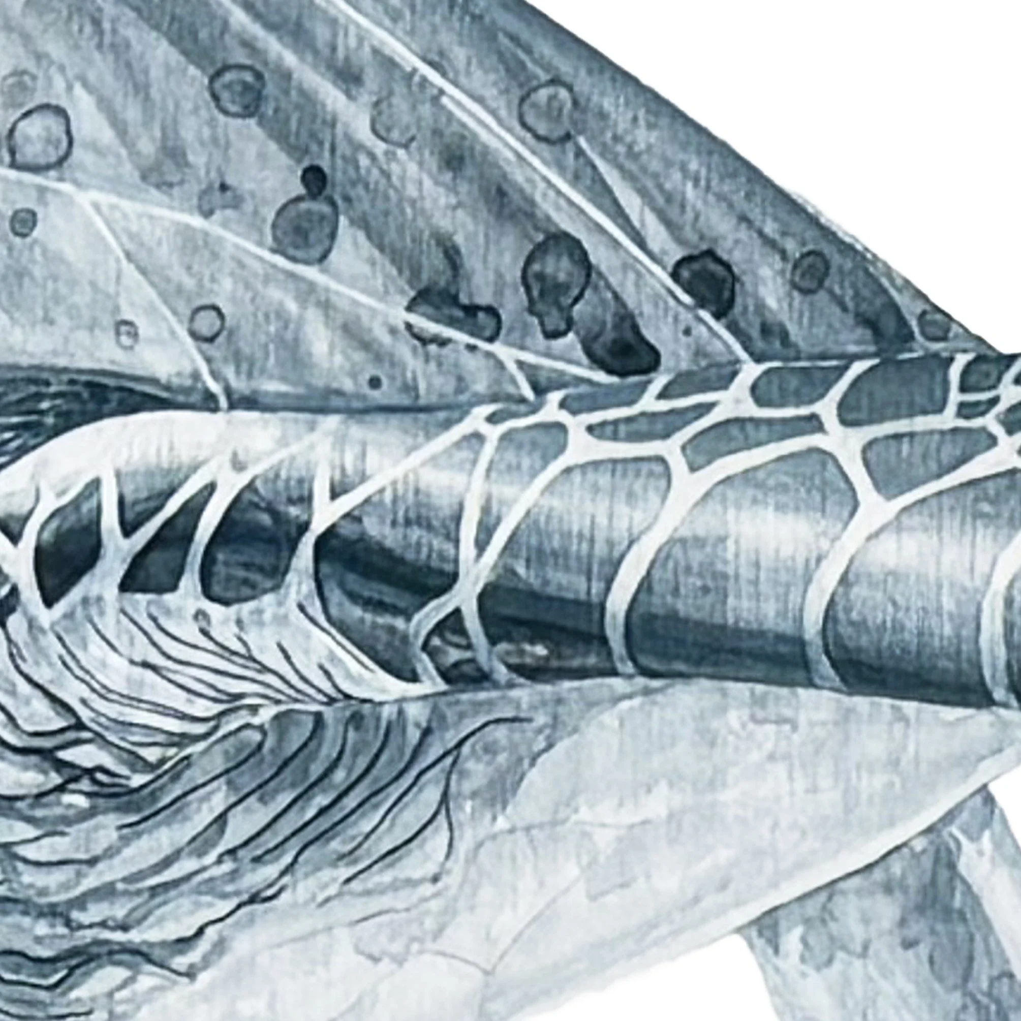 Turtle Oceanic flipper detail.jpg