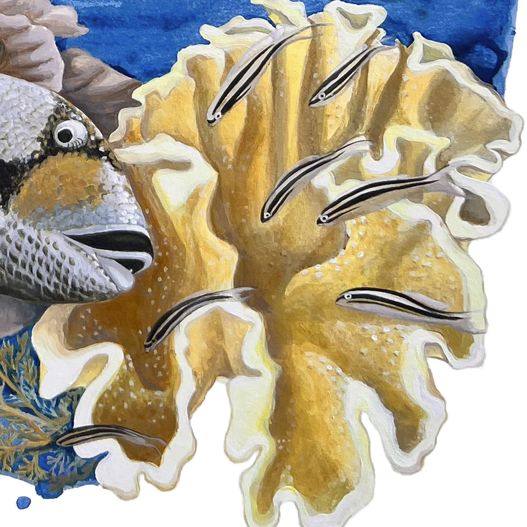 Komodo Manta detail coral.jpg
